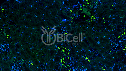 Pendrin (Slc26a4) Antibody - FFPE Validated
