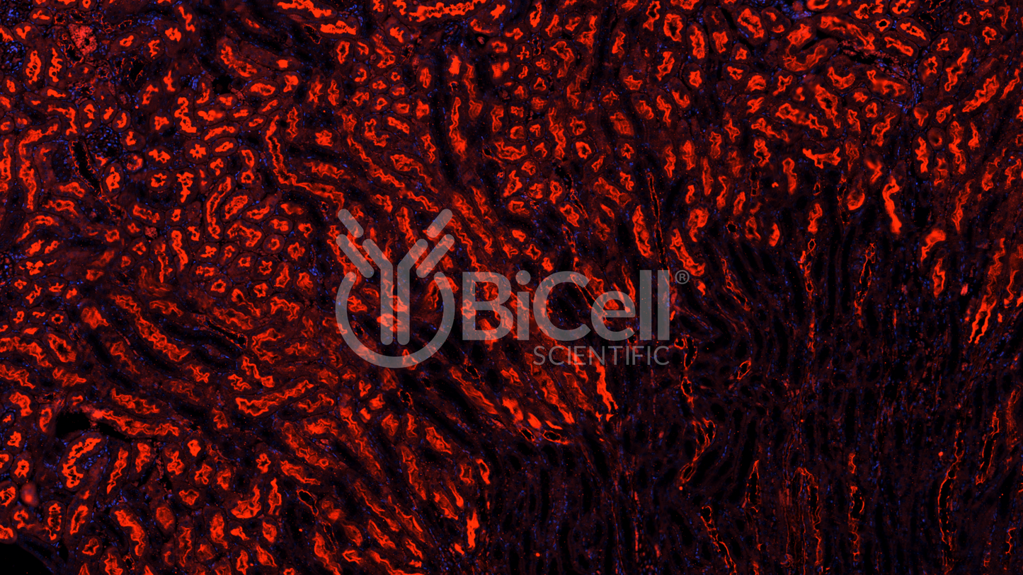 PTEN Antibody - Western Blot Validated