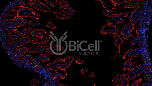 MYLK (MLCK or MLCK1) Antibody