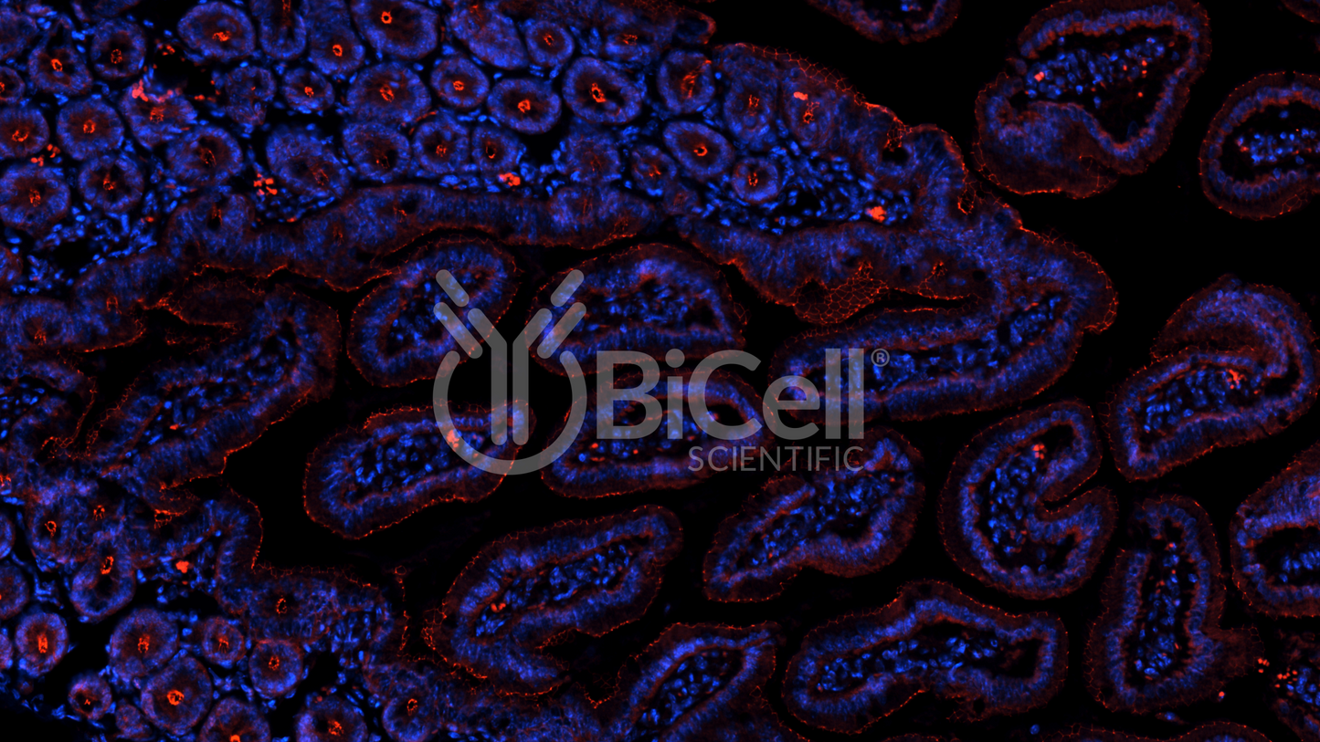 Occludin (Ocln) (C-Terminus) Antibody - FFPE Validated