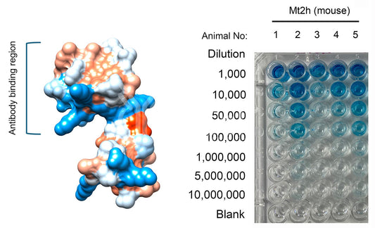 Metallothionein-2 (MT2 or MT2A) (Human) Antibody - FFPE Validated