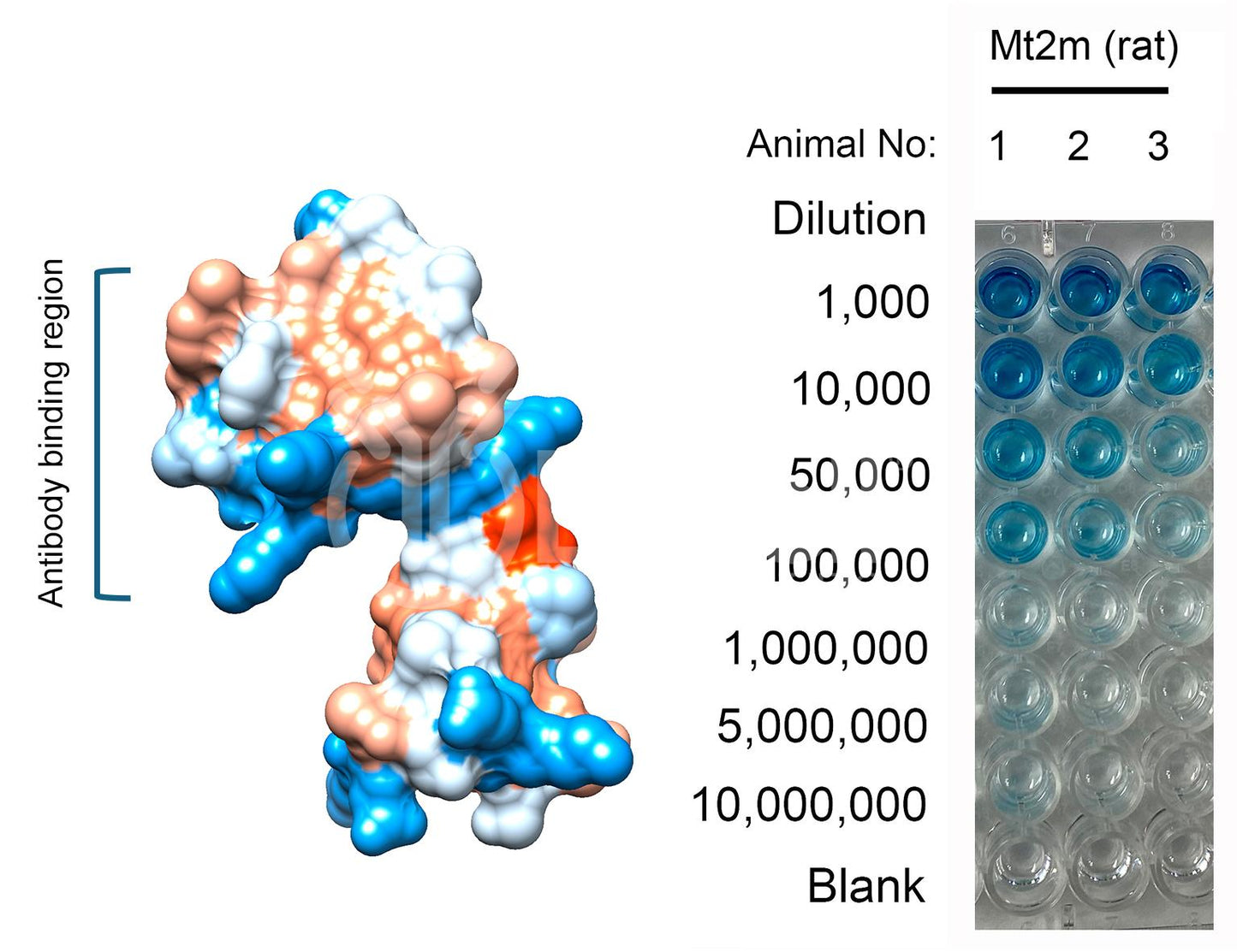 Metallothionein-2 (MT2) (mouse) Antibody - FFPE Validated