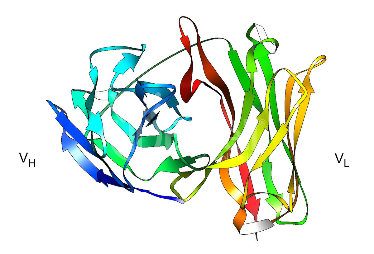 Anti-Muc16 (Human) Structurally-determined Antibody (4H11 Clone)