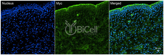 Myc (c-Myc) Antibody - Western Blot Validated