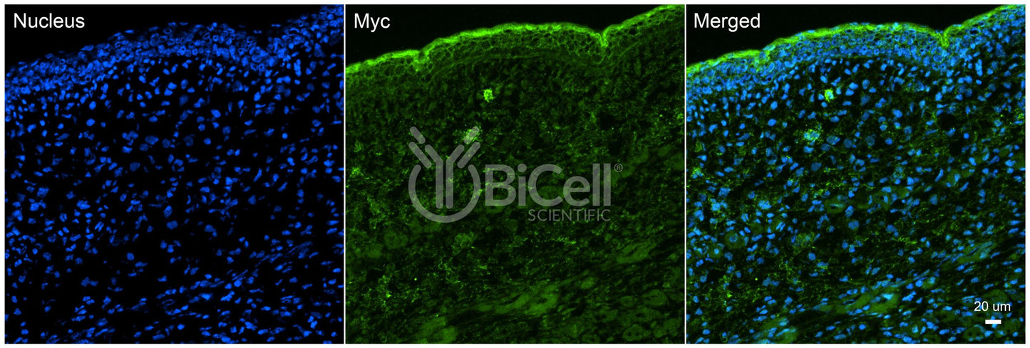 Myc (c-Myc) Antibody