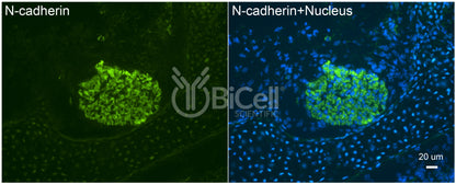 N-cadherin (Cdh2 or CD325) Antibody - FFPE Validated