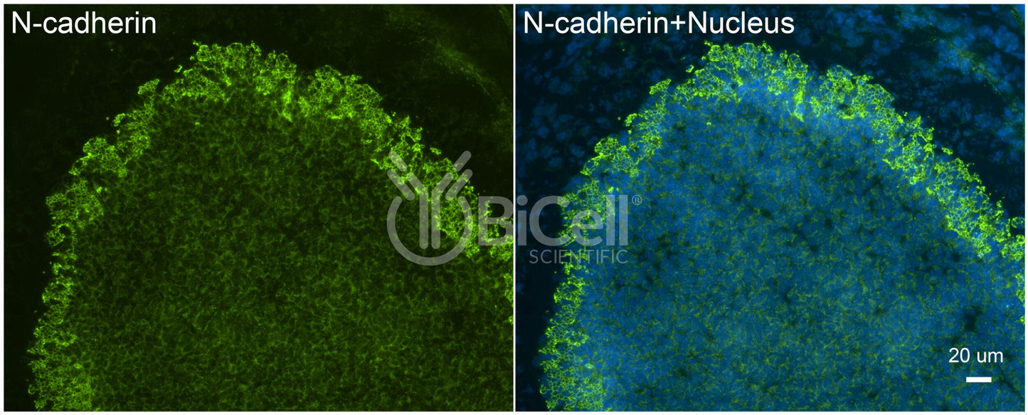 N-cadherin (Cdh2 or CD325) Antibody - FFPE Validated