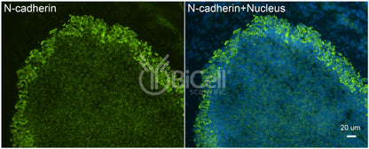 N-cadherin (Cdh2 or CD325) Antibody - FFPE Validated