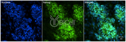 NANOG Antibody