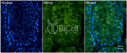 NANOG Antibody - FFPE Validated