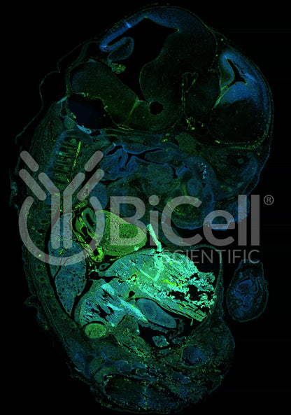 N-cadherin (Cdh2 or CD325) Antibody