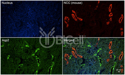 NCC (SLC12a3) (mouse) Antibody - FFPE Validated