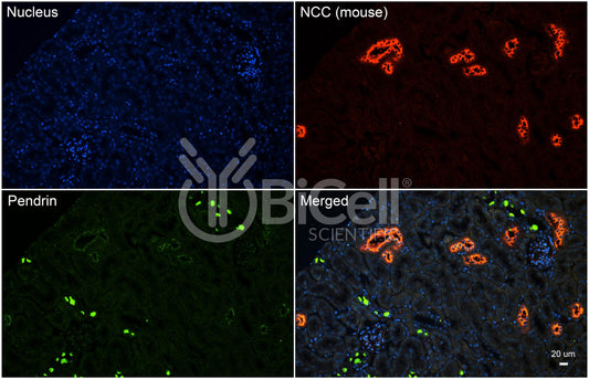 NCC (SLC12a3) (mouse) Antibody - FFPE Validated