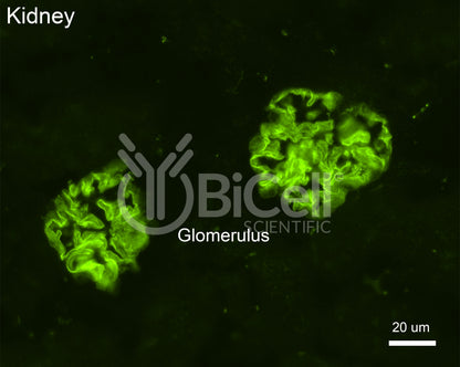 Nephrin (Nphs1) Antibody