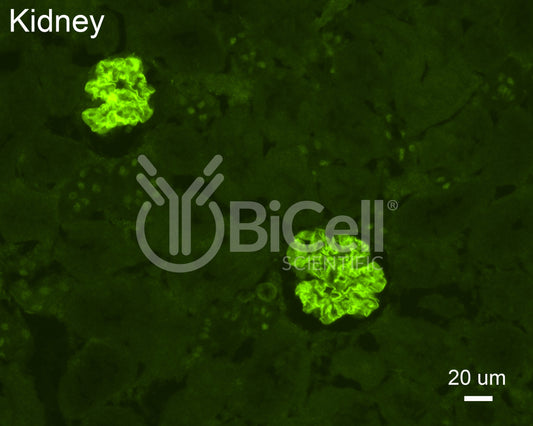 NEPH2 (KIRREL3) Antibody - Western Blot Validated