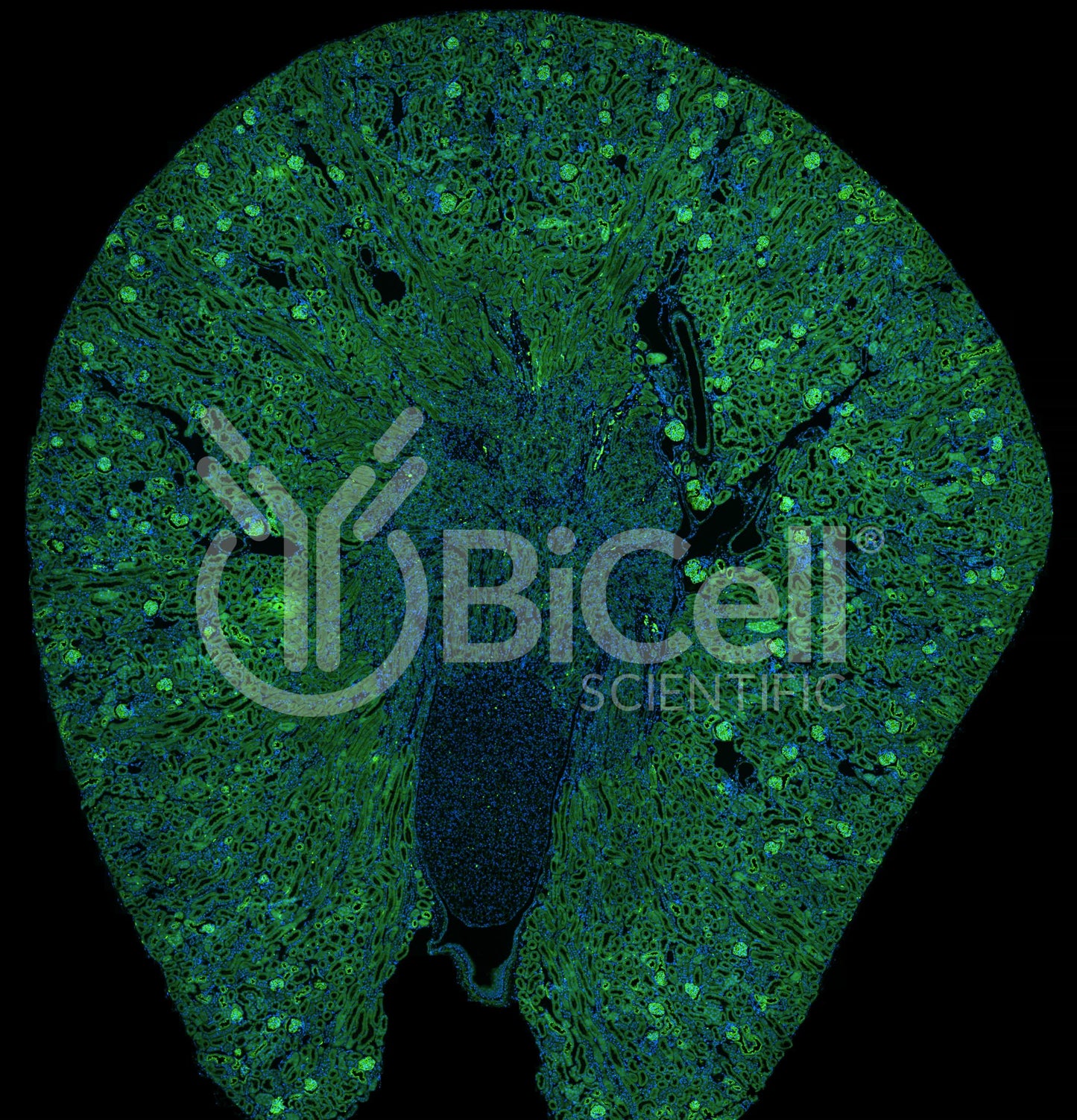 Nephrin (Nphs1) Antibody - FFPE Validated