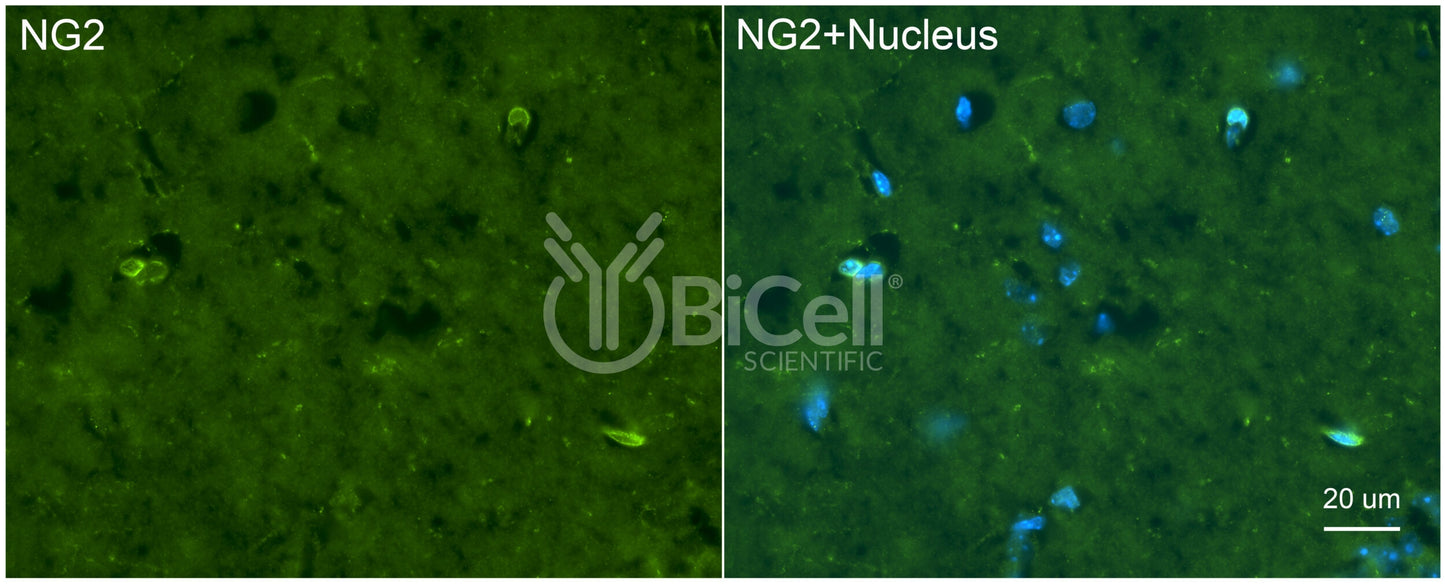 NG2 (CSPG4) Antibody