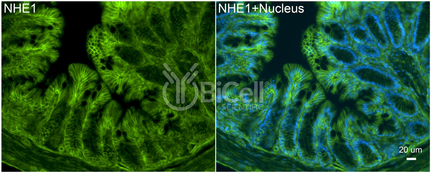 NHE1 (Slc9a1) (rat) Antibody