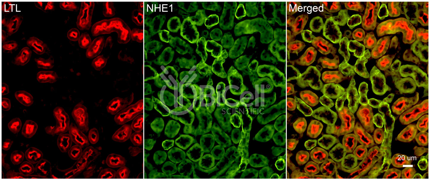 NHE1 (Slc9a1) Antibody - FFPE Validated