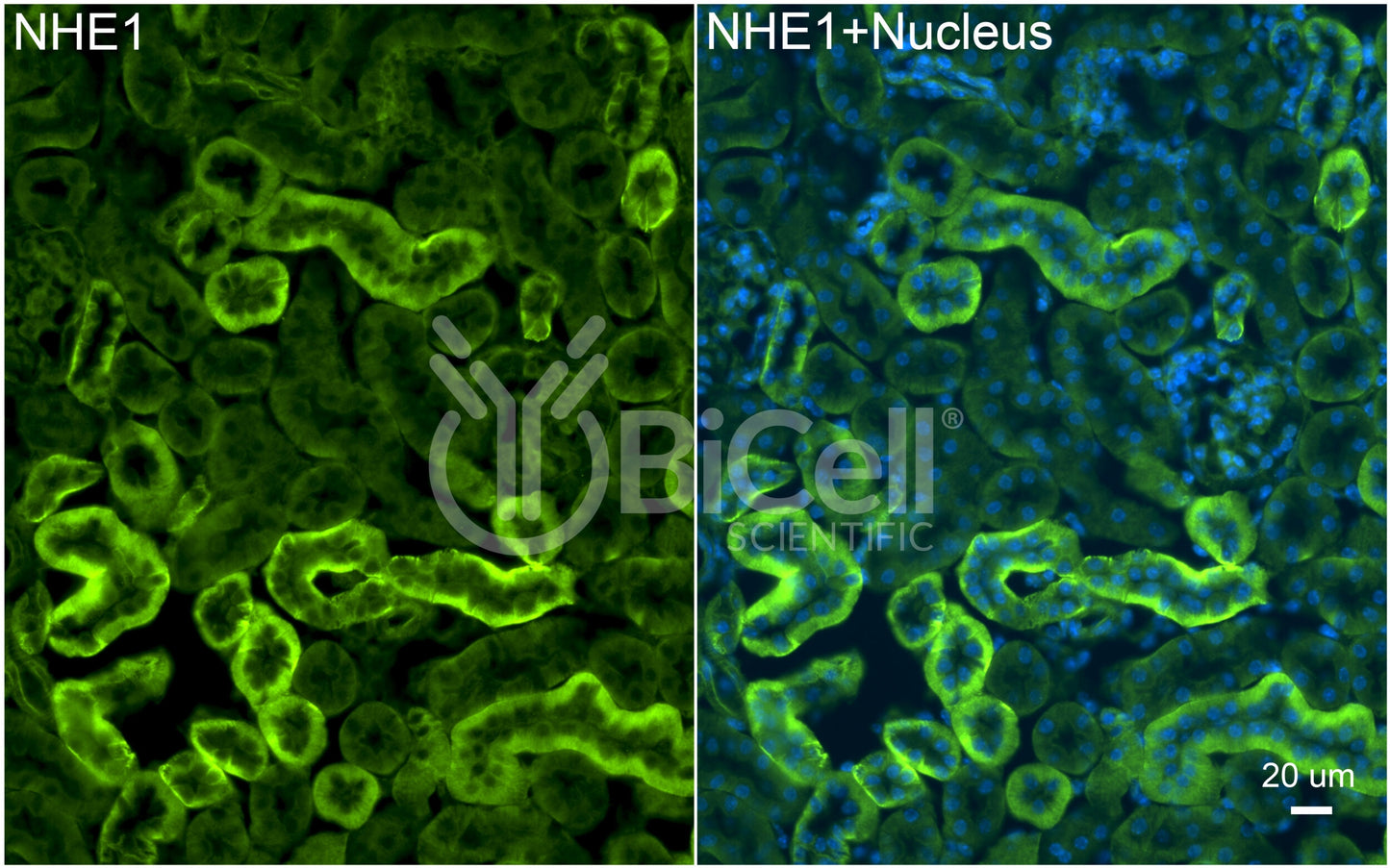 NHE1 (Slc9a1) (rat) Antibody