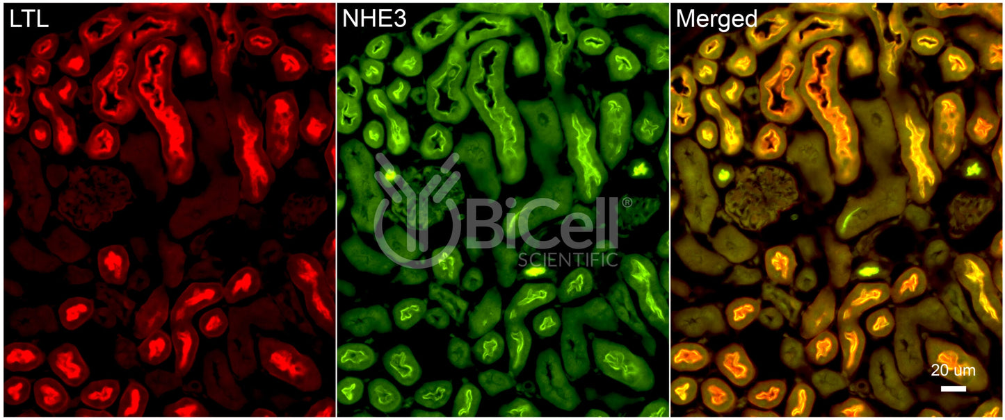 NHE3 (Slc9a3) Antibody - Western Blot Validated