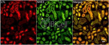 NHE3 (Slc9a3) Antibody