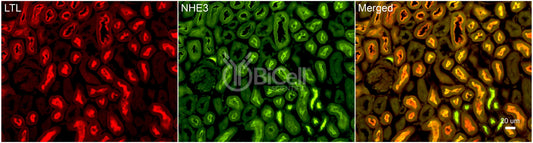 NHE3 (Slc9a3) (rat) Antibody - Western Blot Validated