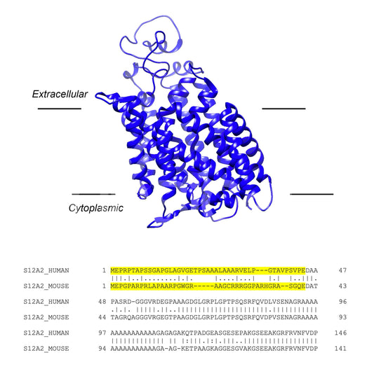 NKCC1 (Slc12a2) (Human) Antibody - Western Blot Validated