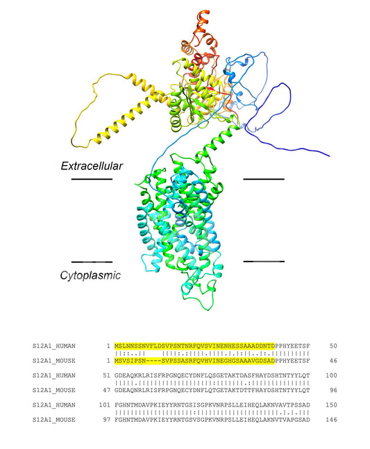 NKCC2 (Slc12a1) (Human) Antibody - FFPE Validated