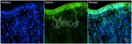 NOTCH2 Antibody - Western Blot Validated