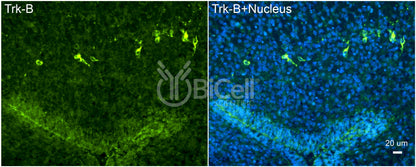 Trk-B (NTRK2) (C-Terminus) (Cytoplasmic) Antibody