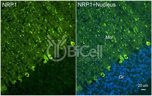Neuropilin-1 (NRP1) Antibody - Western Blot Validated