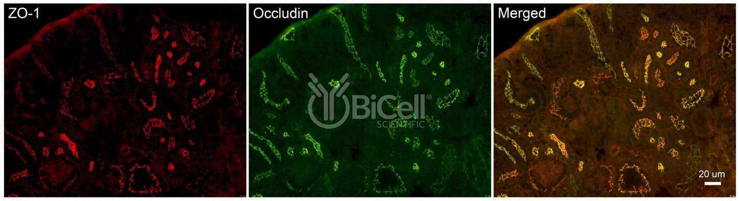 Occludin (Ocln) (C-Terminus) Antibody