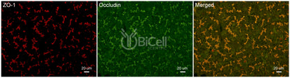 Occludin (Ocln) (C-Terminus) Antibody