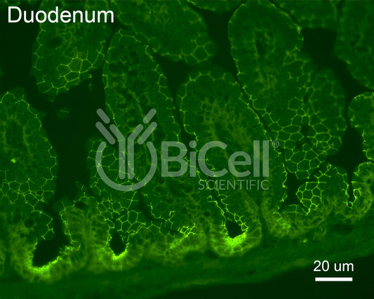 Occludin (Ocln) (C-Terminus) Antibody