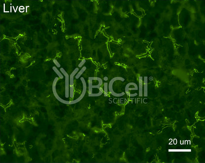 Occludin (Ocln) (N-Terminus) Antibody
