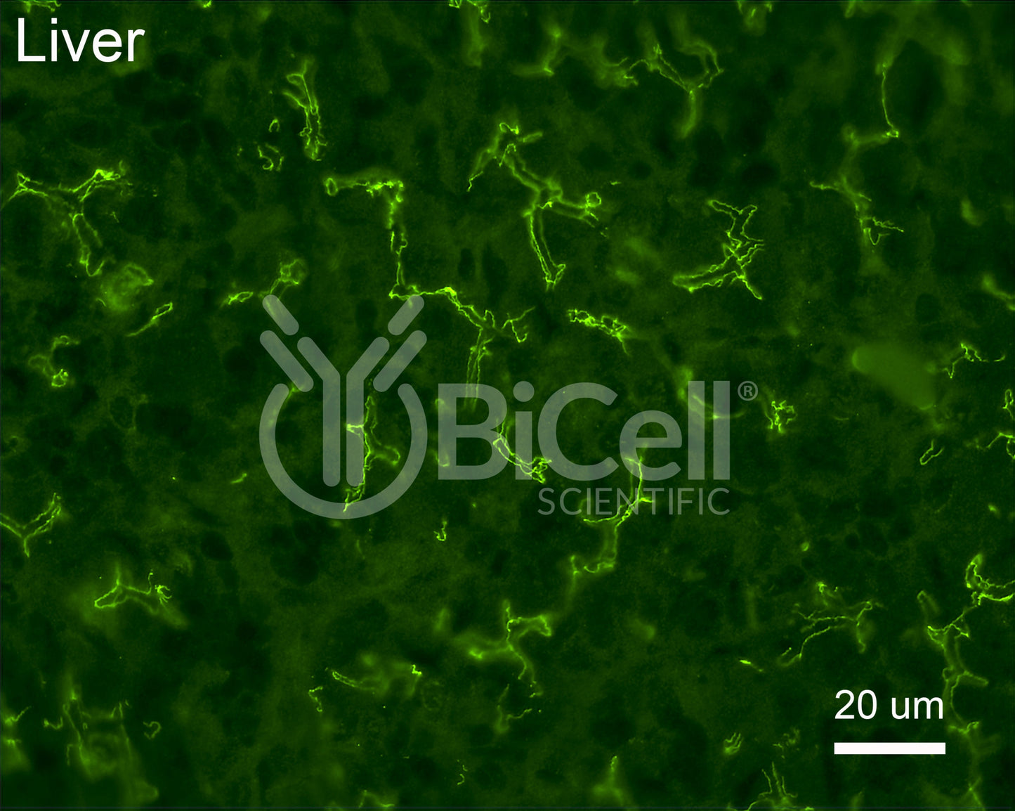 Occludin (Ocln) (N-Terminus) Antibody - FFPE Validated
