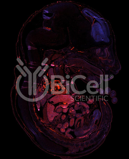 Occludin (Ocln) (N-Terminus) Antibody