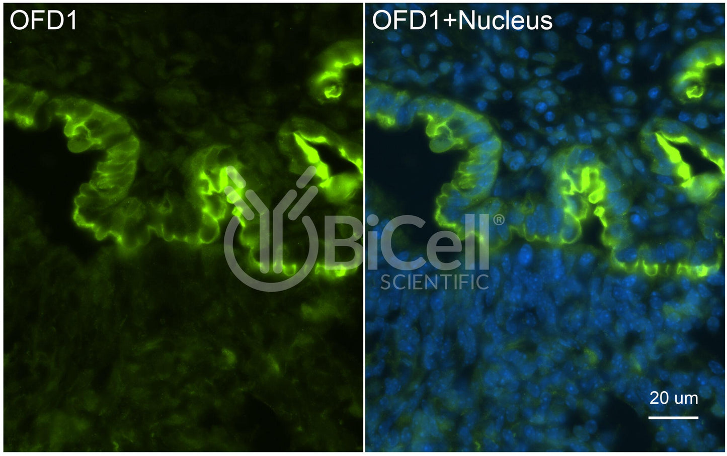 OFD1 Antibody