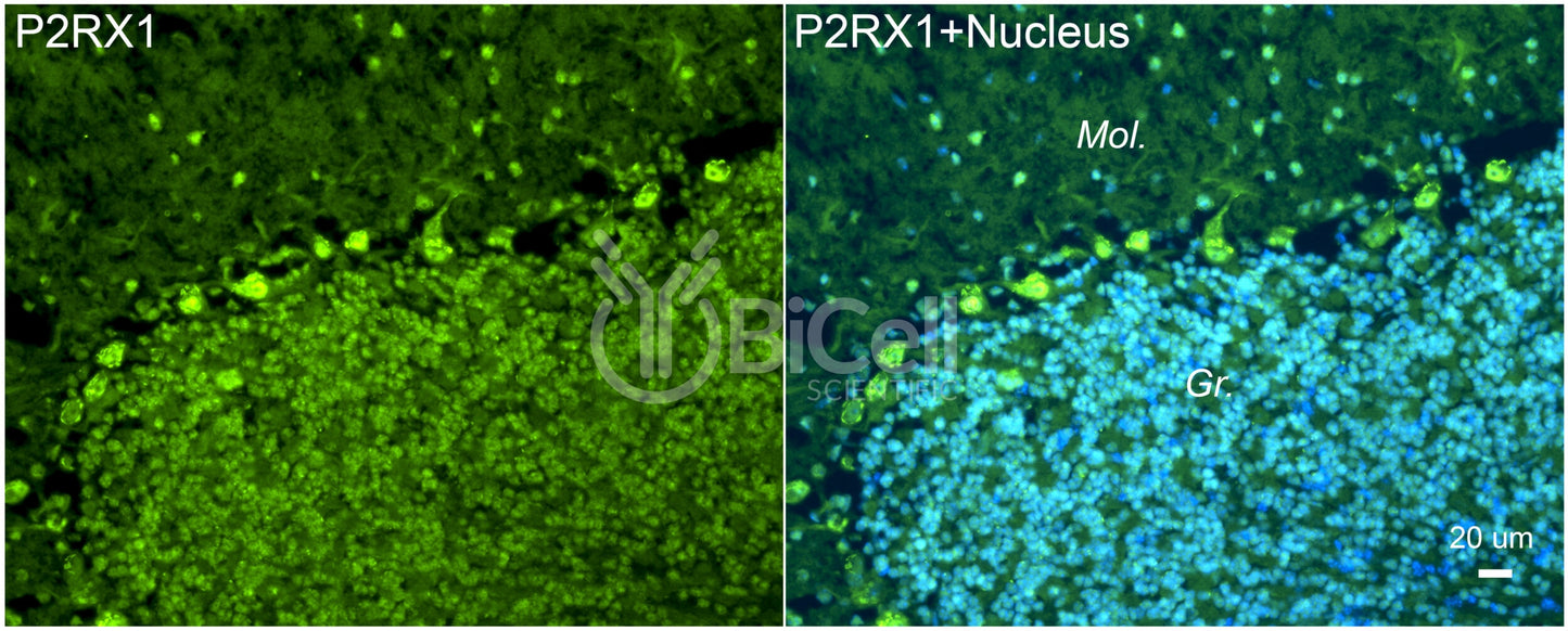 P2RX1 (P2X1) Antibody
