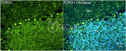 P2RX1 (P2X1) Antibody