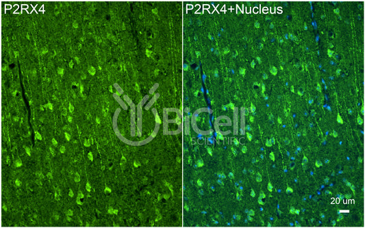 P2RX4 (P2X4) Antibody - FFPE Validated