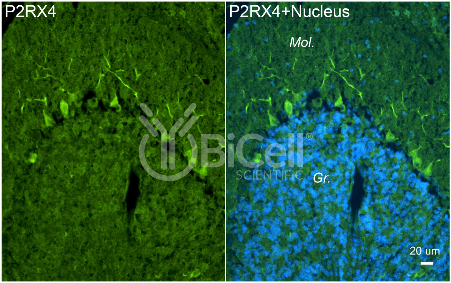 P2RX4 (P2X4) Antibody
