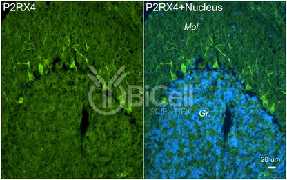P2RX4 (P2X4) Antibody