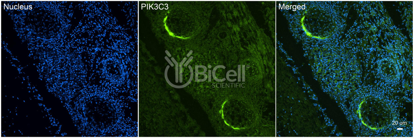 PIK3C3 Antibody