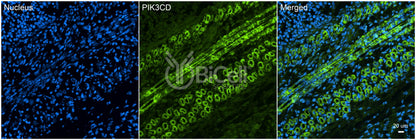 PIK3CD (P110DELTA or p110D) Antibody