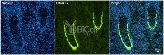 PIK3CG (PI3K-gamma or p110-gamma) Antibody - Western Blot Validated