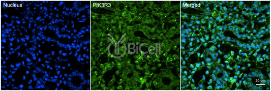 PIK3R3 (p55 or p55-GAMMA) Antibody