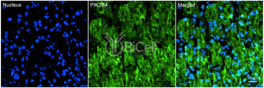 PIK3R4 (p150) Antibody