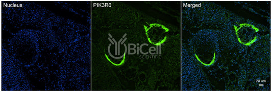 PIK3R6 (p87PIKAP) Antibody